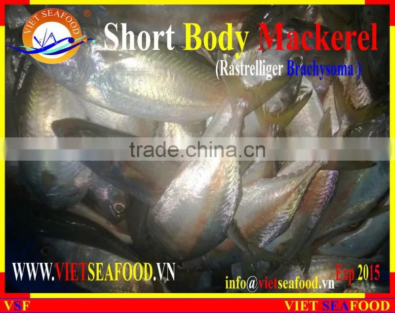 FROZEN SHORT BODY MACKEREL WHOLE ROUND