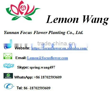 Artificial Plants Statice White Cut Fresh Flowers For Gathering