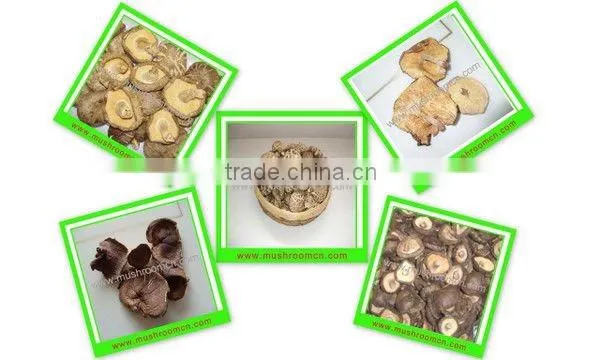Export dried mushrooms in high quality