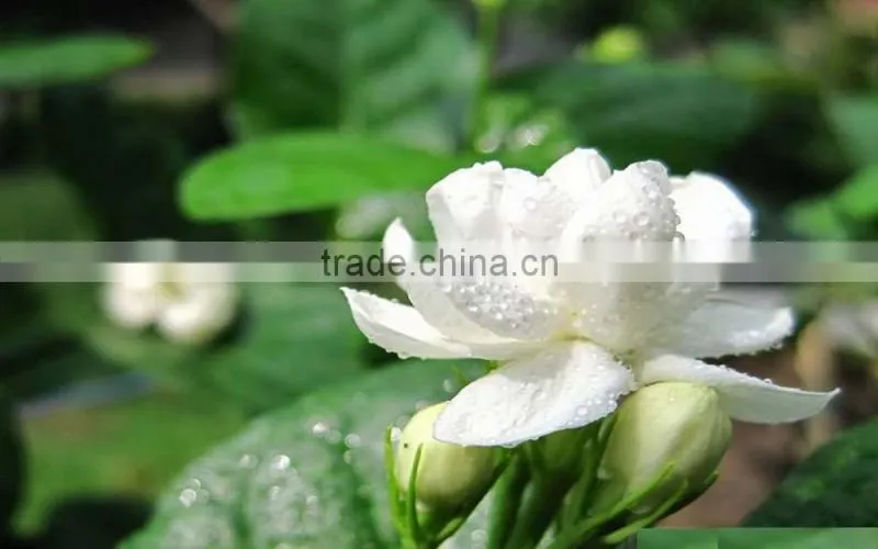 Jasmine Essential Oil 100% Natural |100% Pure Jasmine Oil | Ruh Chameli Oil