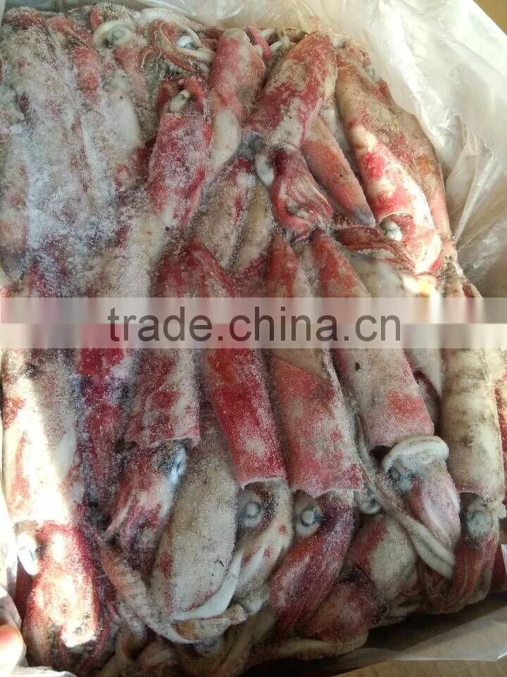 Frozen Loligo Squid Chinensis