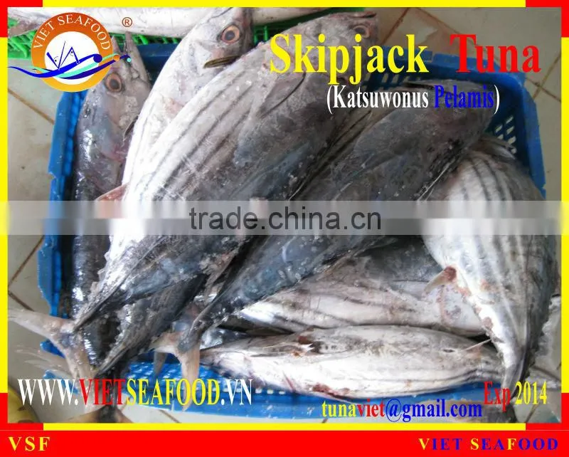 FROZEN W/R SKIPJACK TUNA