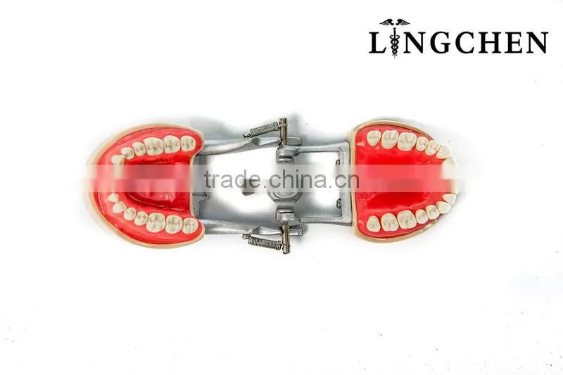 Hot Sell dental teeth and jaw study/dental artificial teeth