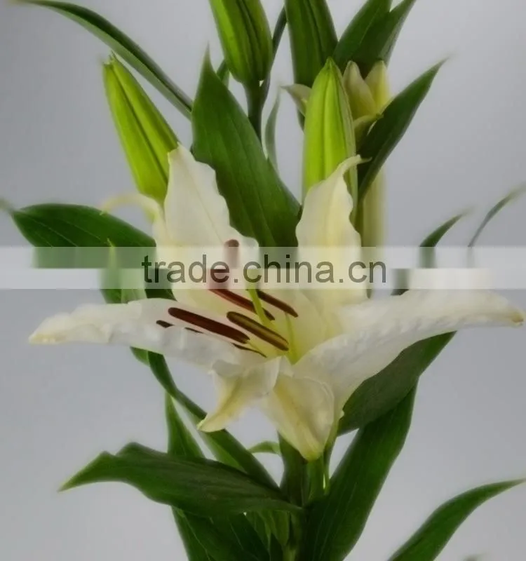 Best quality Siberia long stem white color lily