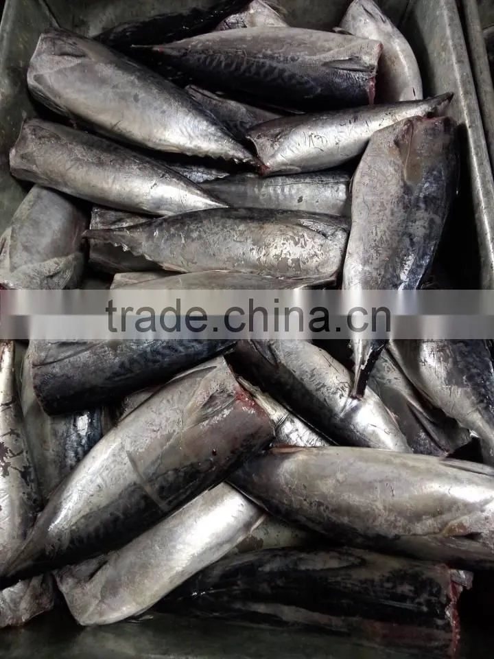 2015 frozen bonito HGT 300g+/pc for canned