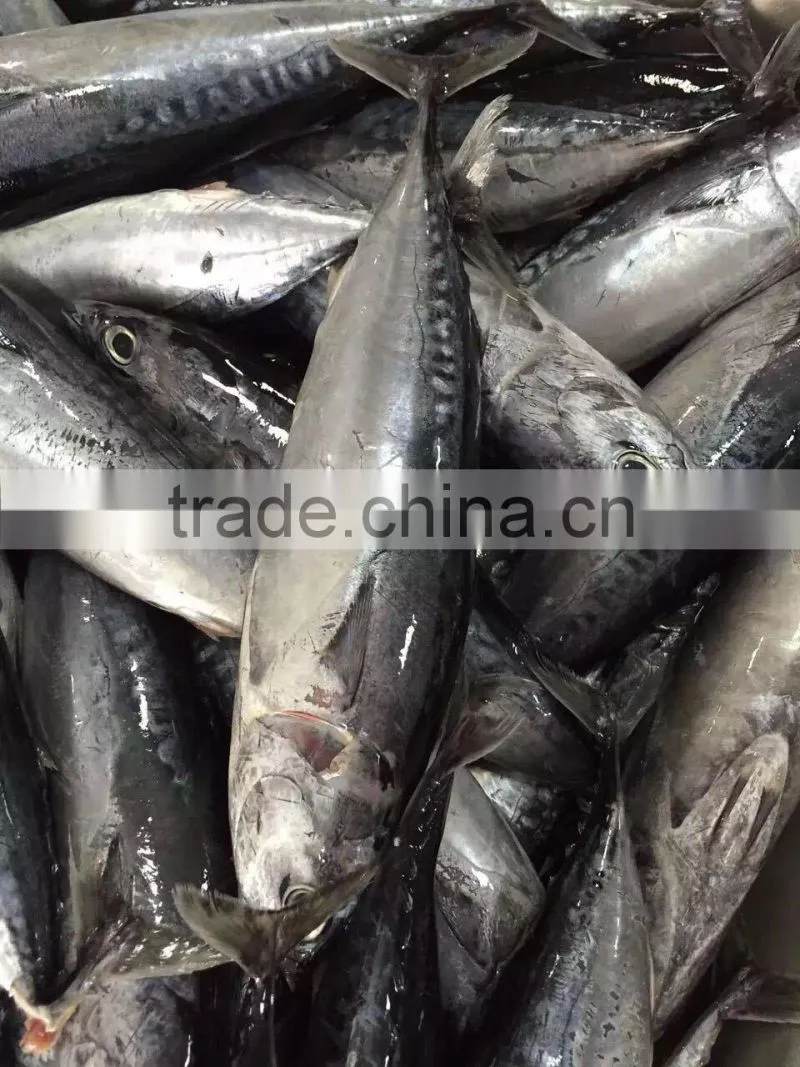 2015 frozen bonito whole round 300-500g/pc for marketing