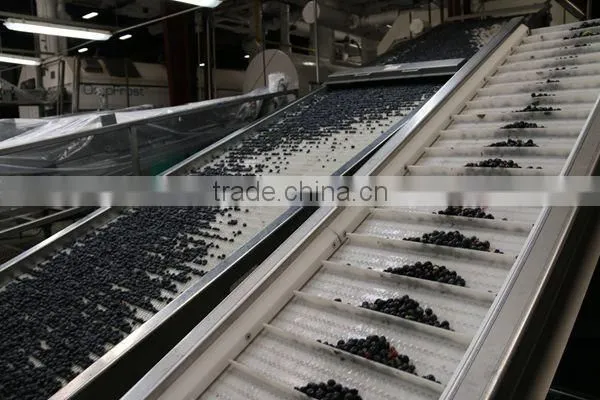 bulk frozen blueberries