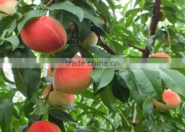 excellent quality original production area yellow peach