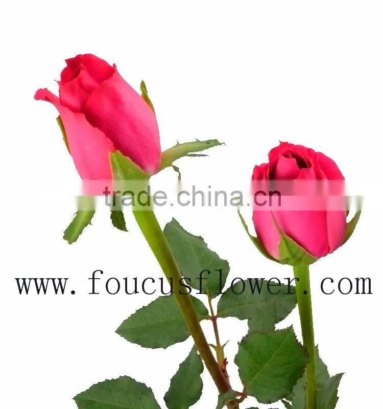 Flower Bouquets Flower Pots Flower Vase From Yunnan, China