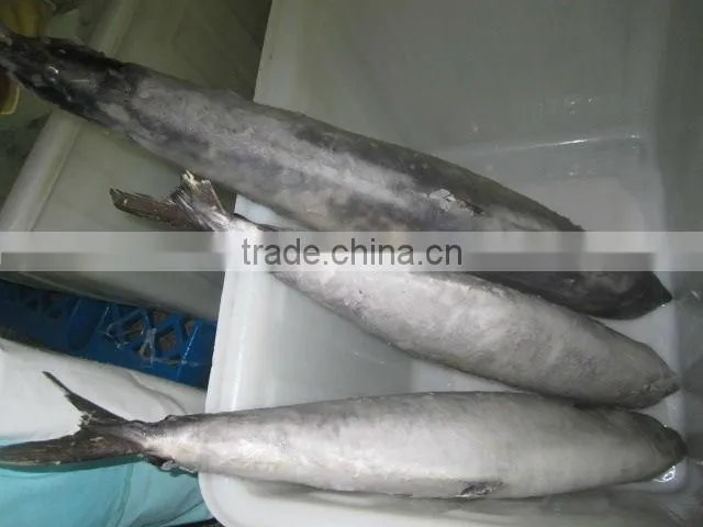 kingfish
