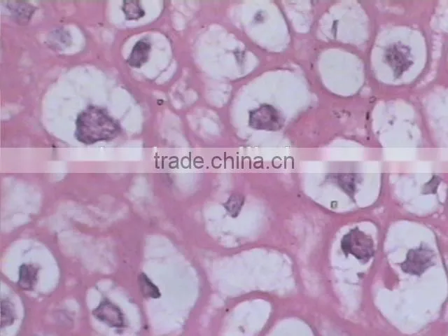 Superfine Medical Prepared Microscope Slides of Moving-point Muscle
