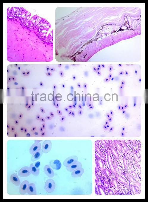 Biology teaching animal histology microscope prepared glass slides dog smooth muscle T.S.