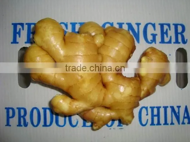 block fresh fat ginger
