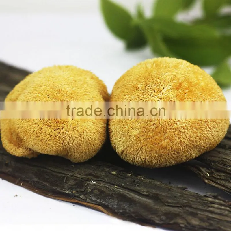 China supplier lion's mane mushroom,polysaccharide hericium erinaceus powder