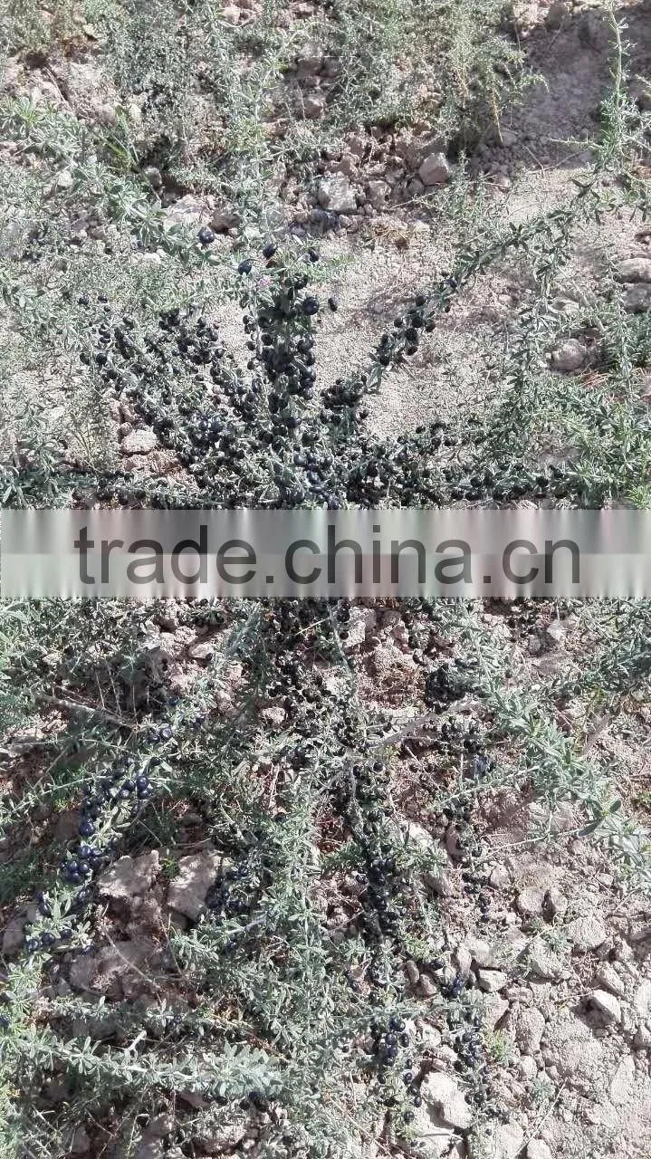 Raw Wild Black Goji seeds for planting Organic goji berry seeds