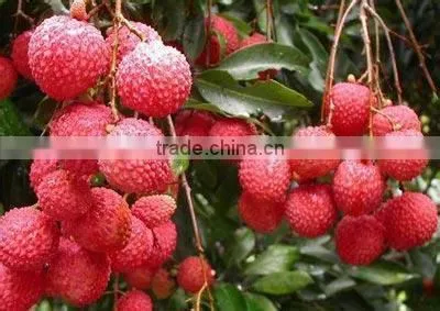 Canned lychee whole in heavy syrup 425g