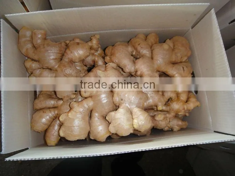 China mature ginger