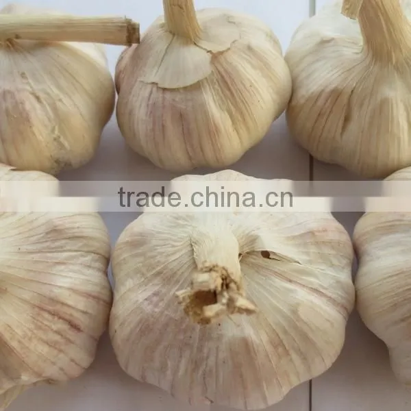 Certificated HACCP HALAL exported fresh garlic white garlic