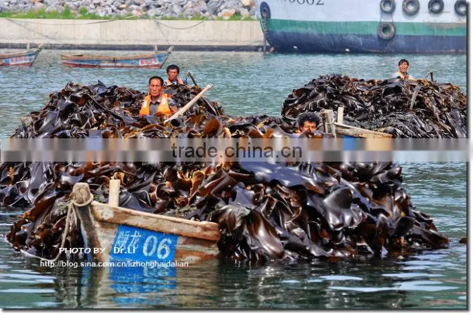 Organic Fertilizer Seaweed Extract Fertilizer
