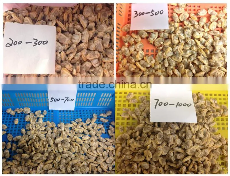 fully cooed short necked clam meat