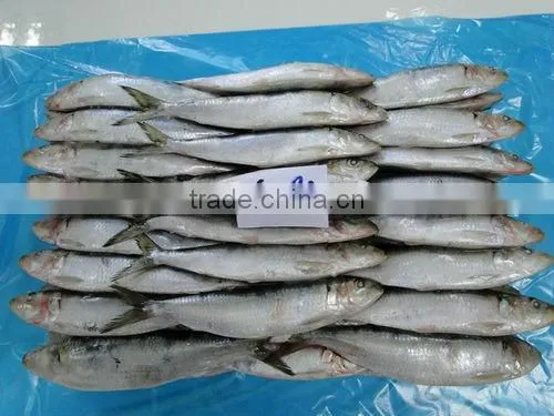 smoked sardine