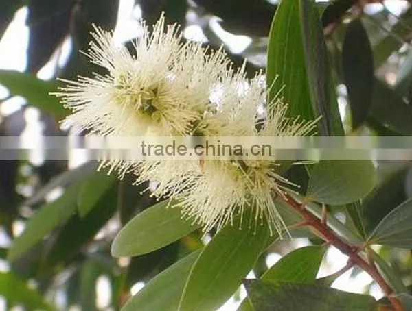 100 pure and natural Melaleuca essential oil