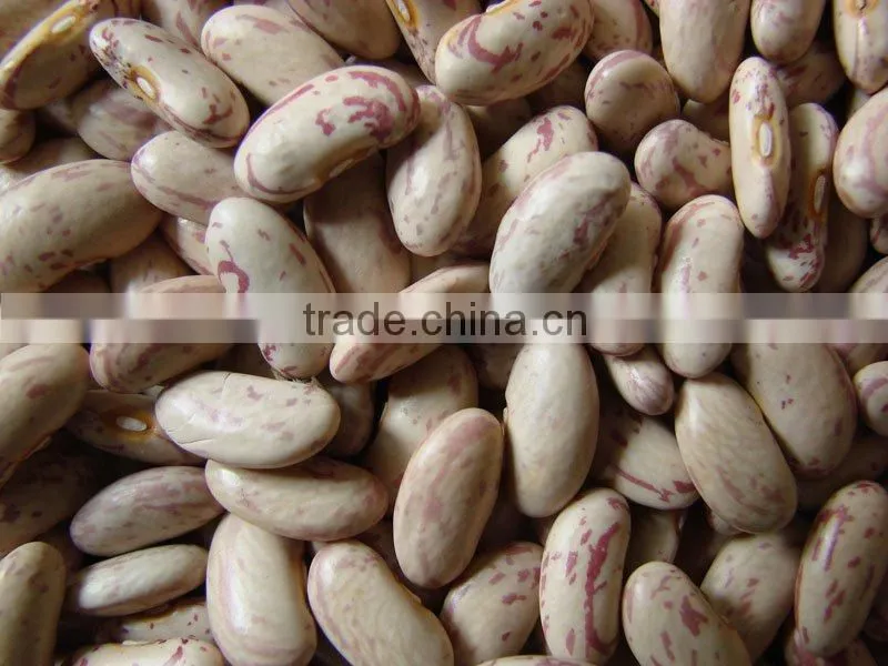 american sparkle kidney bean
