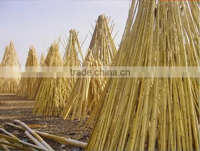 cane bamboo