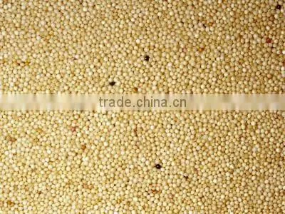 Amaranth Seed