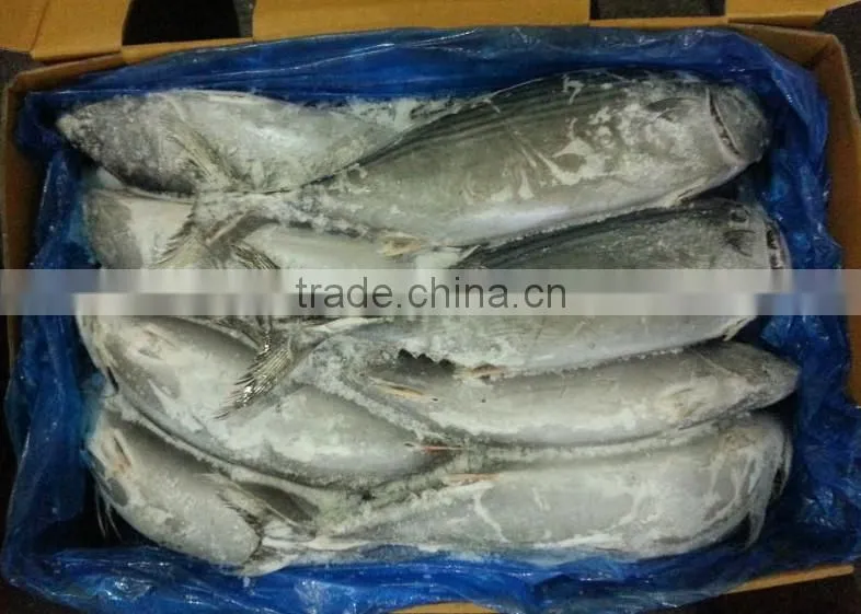 Fresh live fish for export