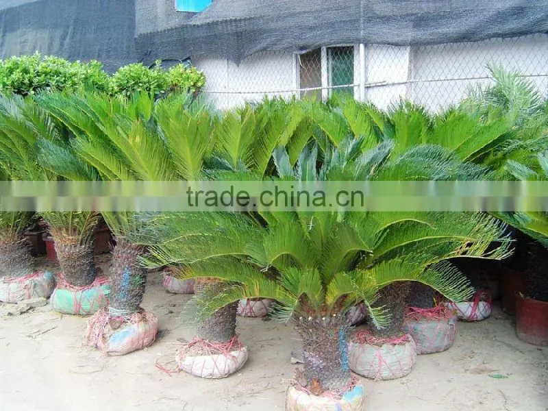Cycas revoluta .