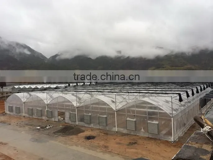 Glass span Greenhouse for Hydroponic Growing System