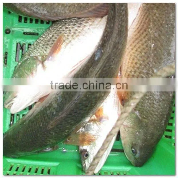 Frozen red drum seafood and fish