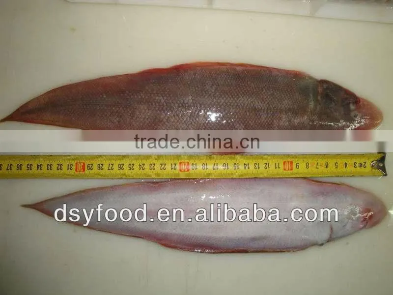 high quality frozen tongue sole fish