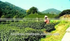 High quality VietNam green tea