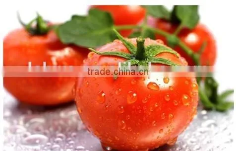 100% natural Lycopene Extract tomato extract powder