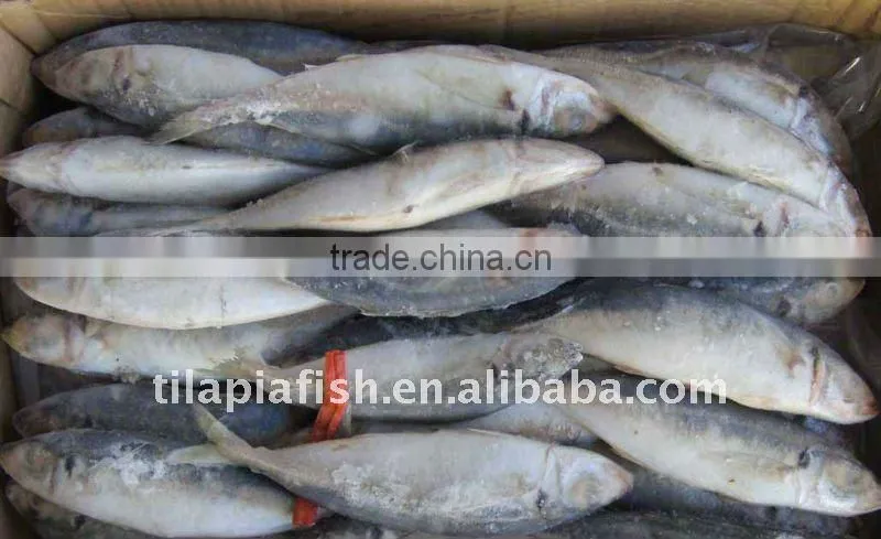 frozn fish horse mackerel Trachurus Japonicus