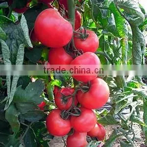 2016 Hybrid High yield disease-resistant Tomato seeds for growing- Red Princess