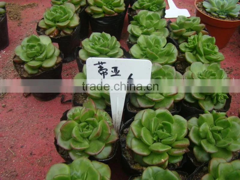 succulent plants