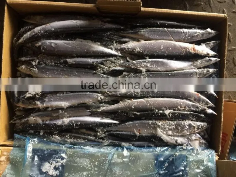 frozen pacific saury canned