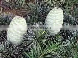 Indian Cedarwood Oil