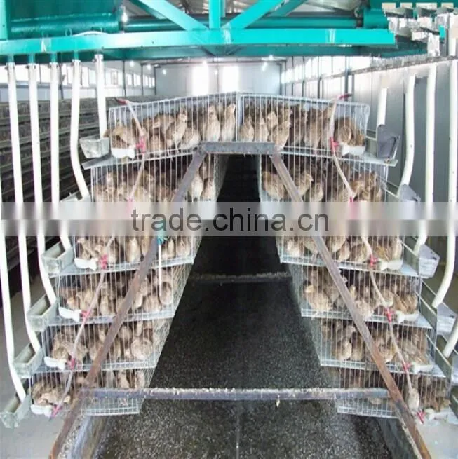 galvanized quail cage with automatic system