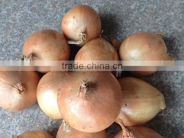 fresh onion on sale in this hot season before new year with high quality and reasonable price