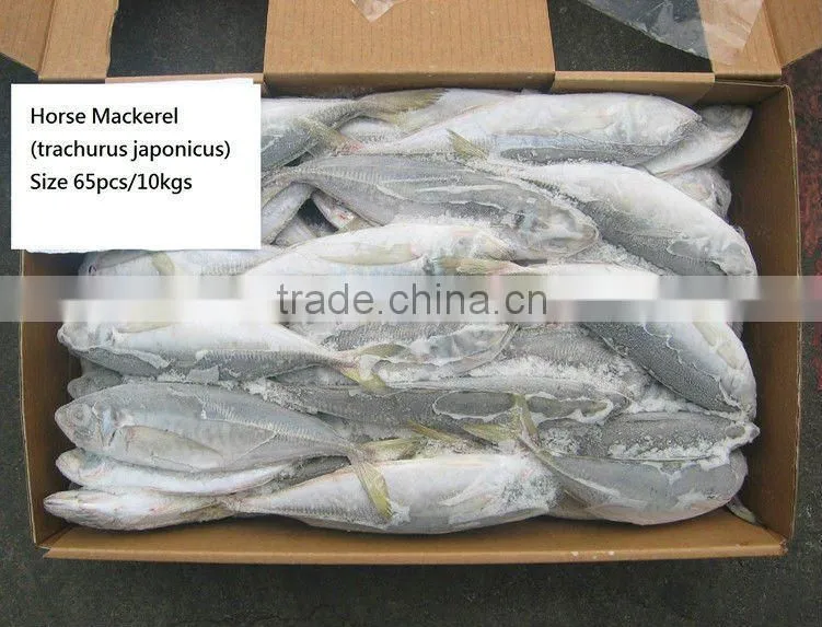 Horse mackerel