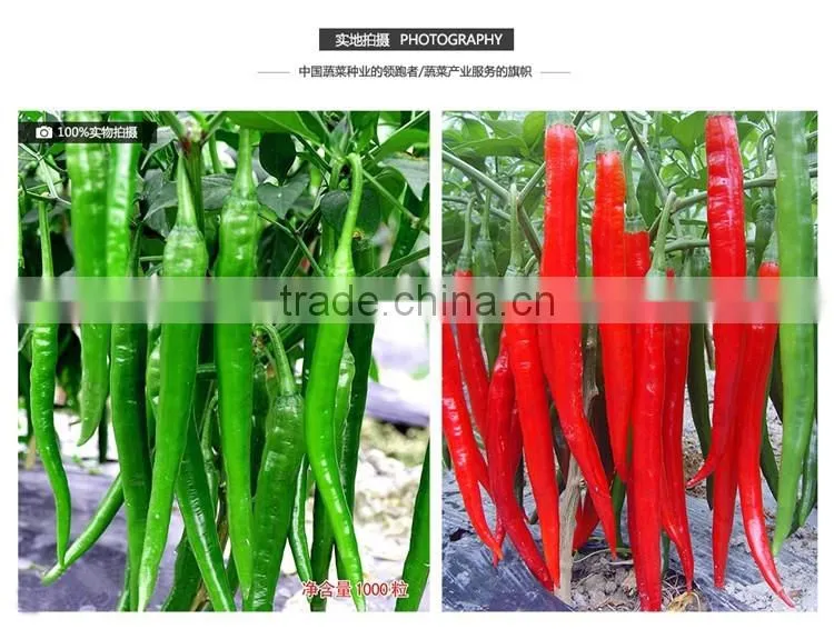 Hot sale hybrid high yield chili pepper seeds-Fragrant spicy No.12