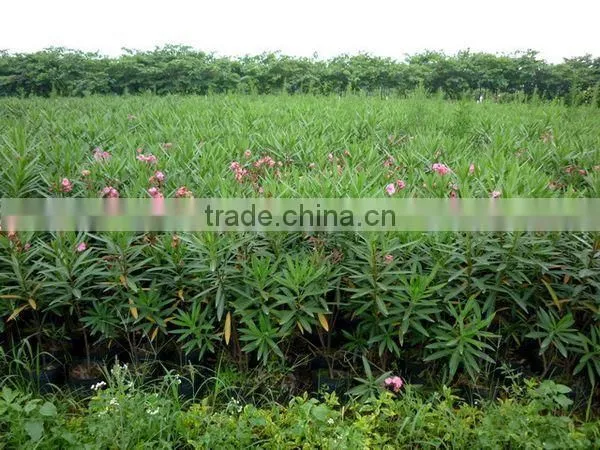 blooming Nerium indicum Milli of outdoor landscaping foliage decorative ornamental plants