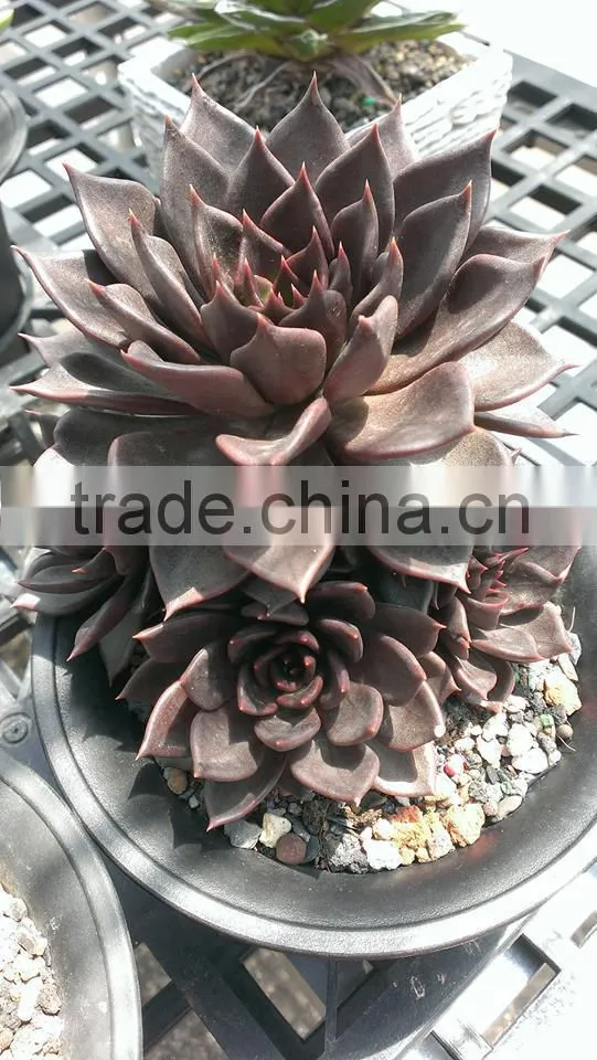 Echeveia 'Black Prince' of succulent plants