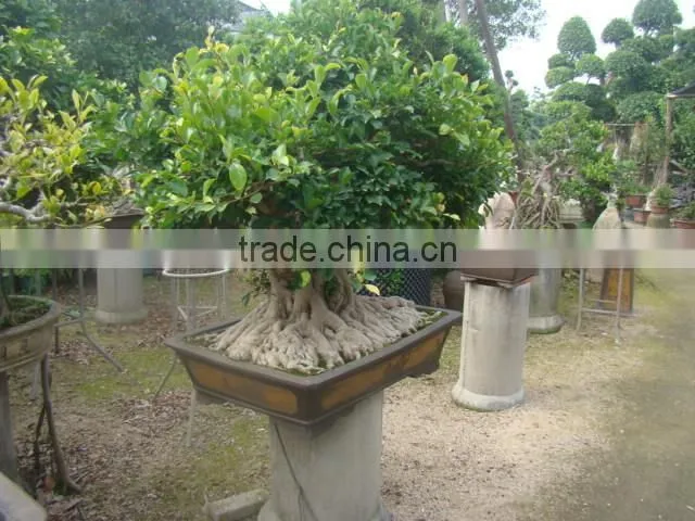 Artistic best bonsai of ficus microcarpa