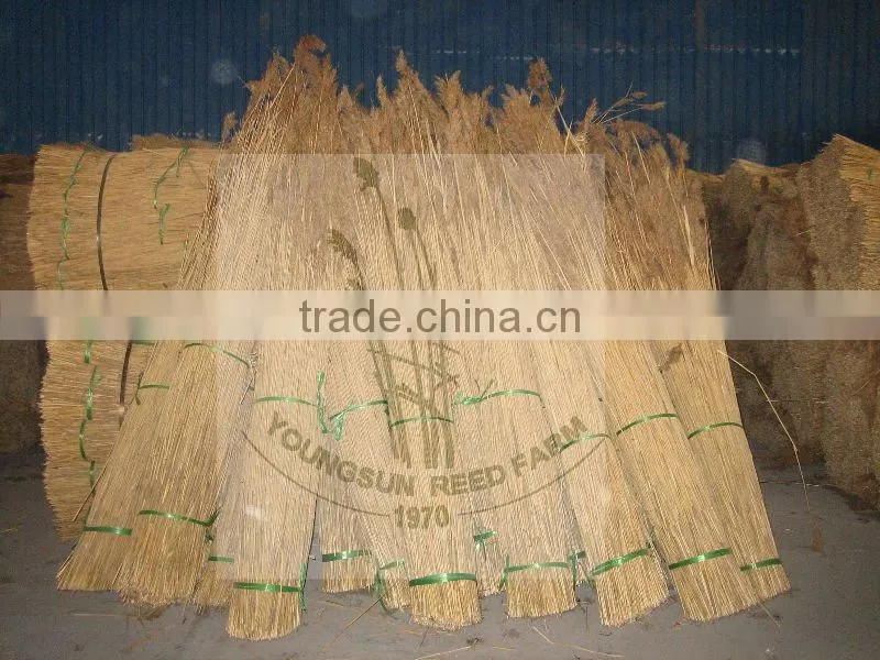reed natural bundles for thatching