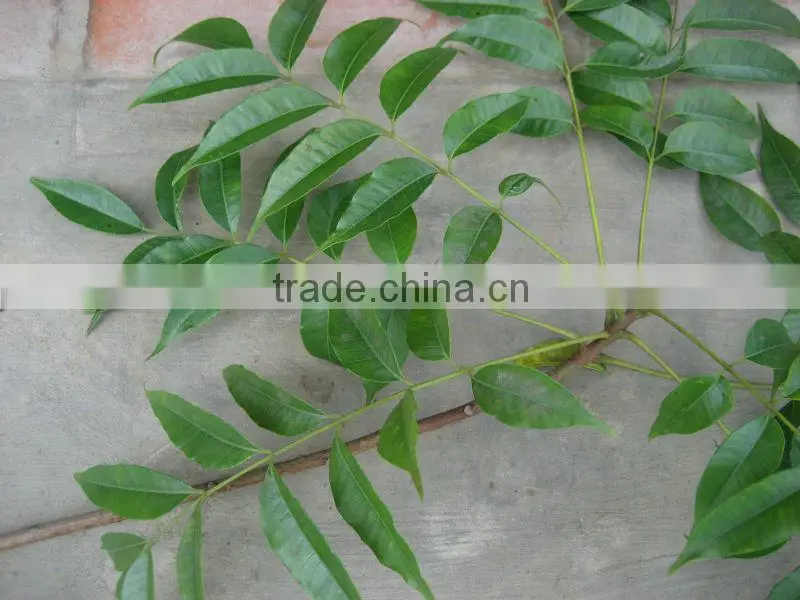 Sap of Lacquer tree